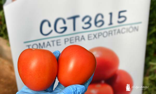 CGT3615 es una variedad de CapGen 2