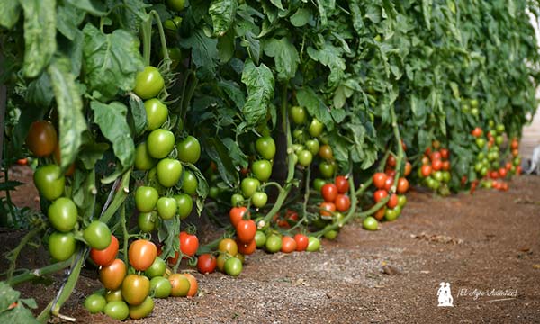 Tomate pera CGT3615 de CapGen es una variedad de CapGen de planta aireada que facilita el manejo para destallar y deshojar.