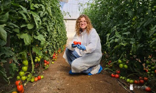 CapGen ya compite con resistencia a rugoso en la Liga del tomate de exportación 2