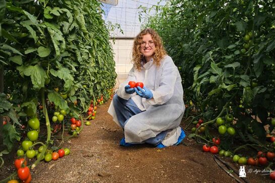 CapGen ya compite con resistencia a rugoso en la Liga del tomate de exportación