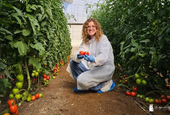 CapGen ya compite con resistencia a rugoso en la Liga del tomate de exportación