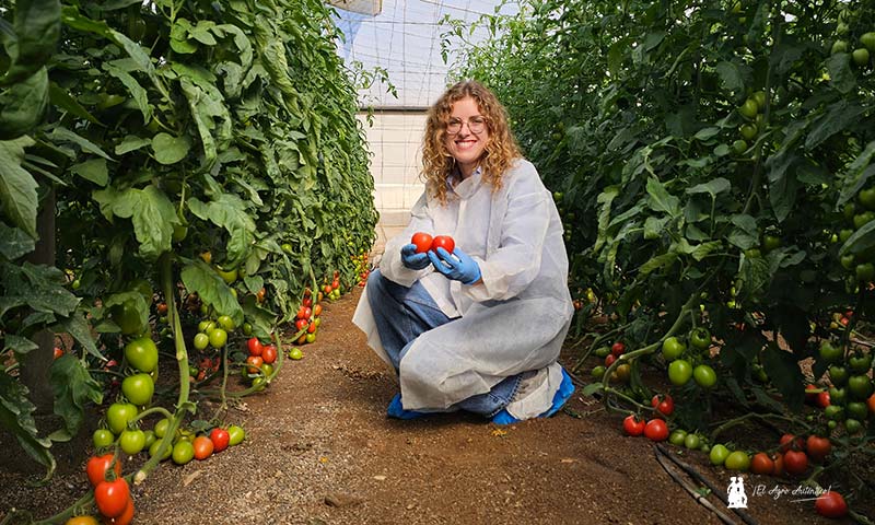 CapGen ya compite con resistencia a rugoso en la Liga del tomate de exportación