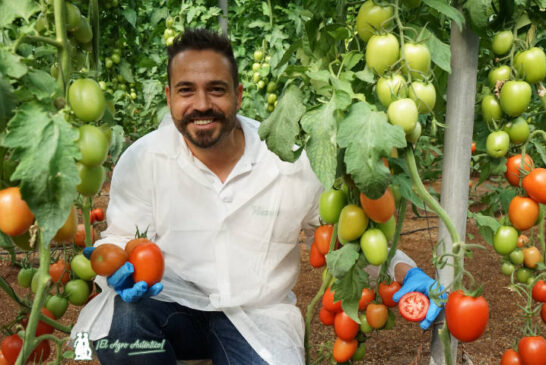 Tomate Heredero es un pera grueso con aptitud para viajar y resistente a rugoso