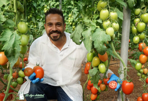 Tomate Heredero es un pera grueso con aptitud para viajar y resistente a rugoso