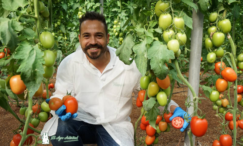 Daniel Montoro con el nuevo tomate Heredero de Hazera / agroautentico.com