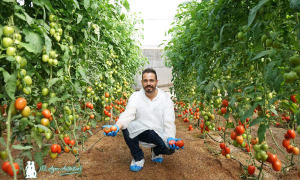 Daniel Montoro con una nueva variedad tipo pera resistente a rugoso / agroautentico.com