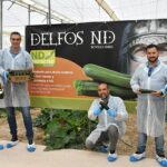 Fausto, Eolo y Delfos ND son los calabacines de otoño de Syngenta resistentes a ToLCNDV / agroautentico.com