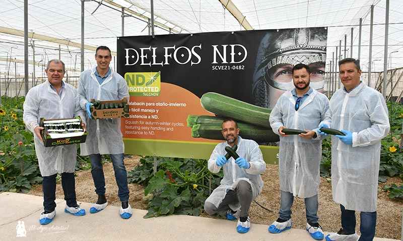 Fausto, Eolo y Delfos ND son los calabacines de otoño de Syngenta resistentes a ToLCNDV / agroautentico.com