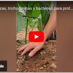 Micorrizas, trichodermas y bacterias para proteger y alimentar el cultivo