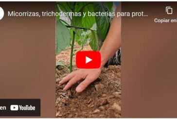 Micorrizas, trichodermas y bacterias para proteger y alimentar el cultivo