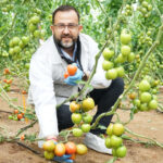 Miguel Ángel Rodríguez con tomate Freeman de HM.Clause / agroautentico.com