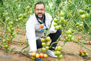 Tomate Freeman y su resistencia a rugoso en pera de exportación