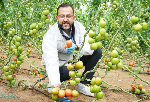 Tomate Freeman y su resistencia a rugoso en pera de exportación