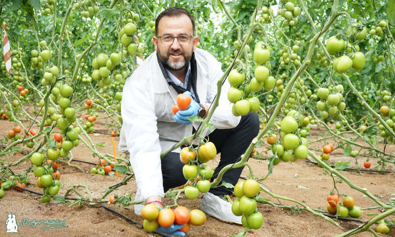 Miguel Ángel Rodríguez con tomate Freeman de HM.Clause / agroautentico.com