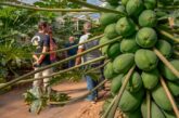 CapGen continúa impulsando el cultivo de papaya