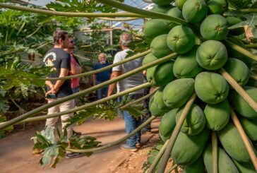 CapGen continúa impulsando el cultivo de papaya