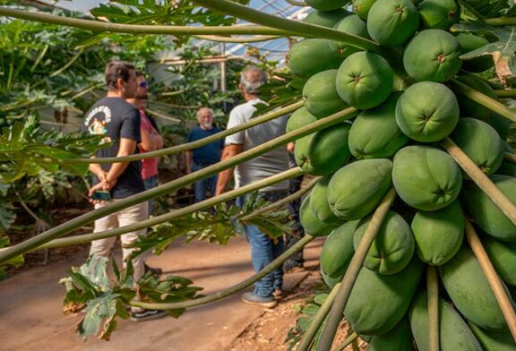 CapGen continúa impulsando el cultivo de papaya