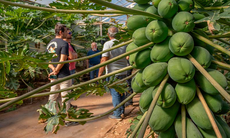 CapGen continúa impulsando el cultivo de papaya