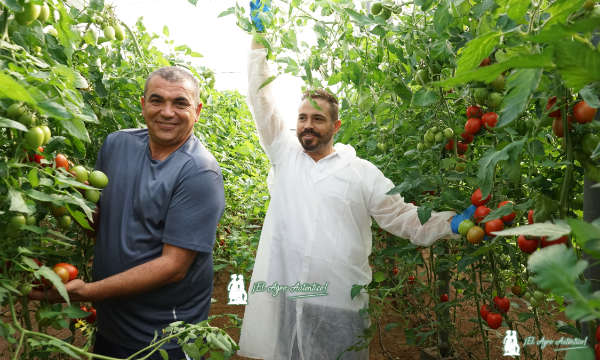 Pedro Burguillos y Daniel Montoro con tomate Renora / agroautentico.com