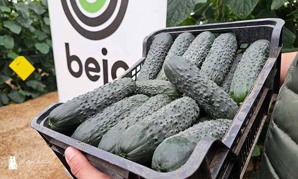 Pepino Albox, frutos verdes oscuros y con espinas, de Bejo