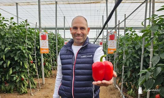 Antonio Miguel López con un fruto de pimiento Arkos / agroautentico.com