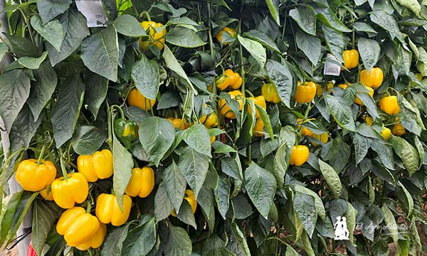 Frutos de pimiento Arquimedes / agroautentico.com