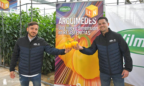 Variedad de pimiento Arquimedes de Vilmorin-Mikado / agroautentico.com