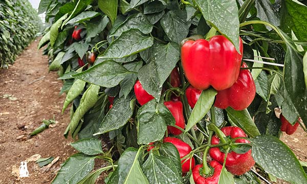 Frutos de pimiento Bikos / agroautentico.com