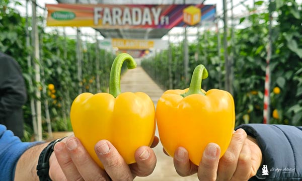 Pimiento Faraday / agroautentico.com