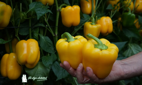 Pimiento Leonado, california amarillo de Ramiro Arnedo / agroautentico.com