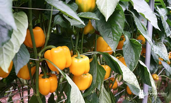 Pimiento Salonikas de BASF | Nunhems / agroautentico.com