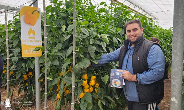 Pimiento Salonikas de BASF | Nunhems / agroautentico.com