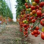 Serifel es un biofungicida de carácter preventivo 2