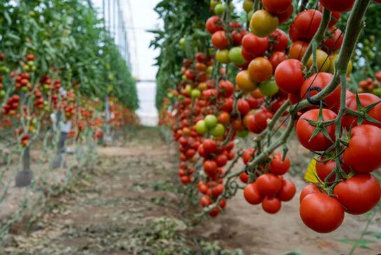 El biofungicida Serifel previene frente a botrytis y esclerotinia