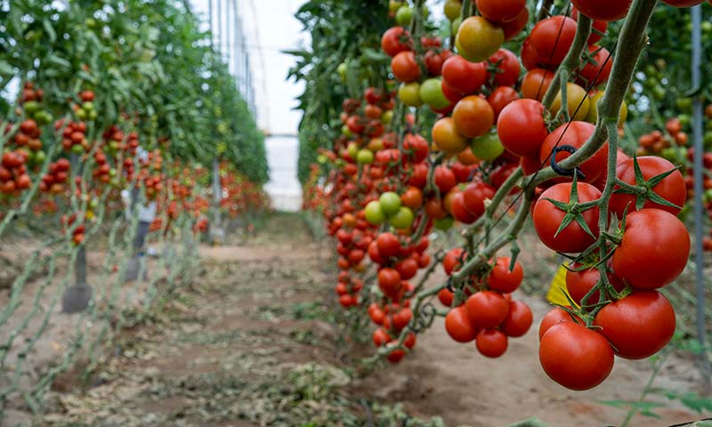 El biofungicida Serifel previene frente a botrytis y esclerotinia