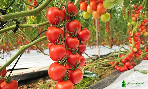 El segmento del tomate rama siempre ha sido estratégico para Rijk Zwaan