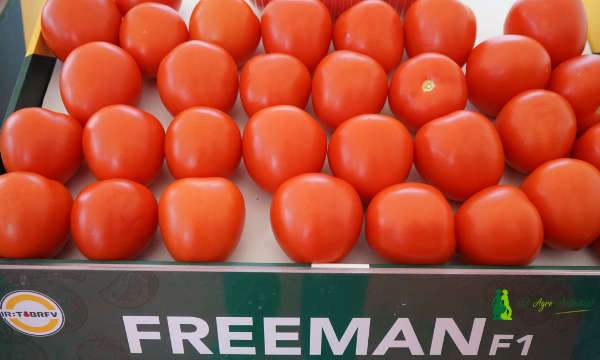 Tomate Freeman / agroautentico.com