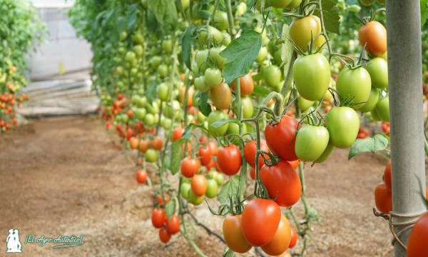 Variedad de tomate Heredero de Hazera / agroautentico.com