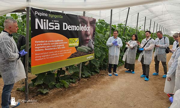 Pepino Nilsa de Syngenta / agroautentico.com