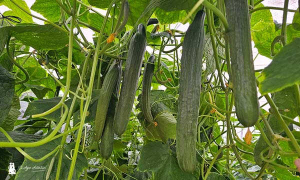 Frutos de pepino Siriana de Syngenta / agroautentico.com