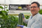 Nilsa es un nuevo demoledor en pepino resistente a Nueva Delhi