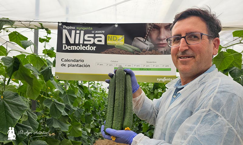 Nilsa es un nuevo demoledor en pepino resistente a Nueva Delhi