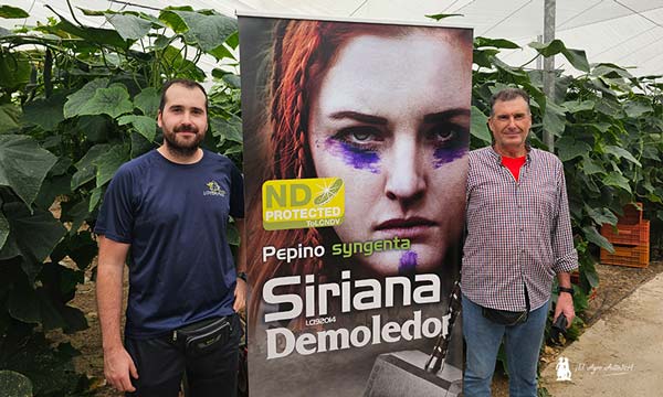 José Miguel Sánchez, padre e hijo, con el pepino Siriana de Syngenta / agroautentico.com