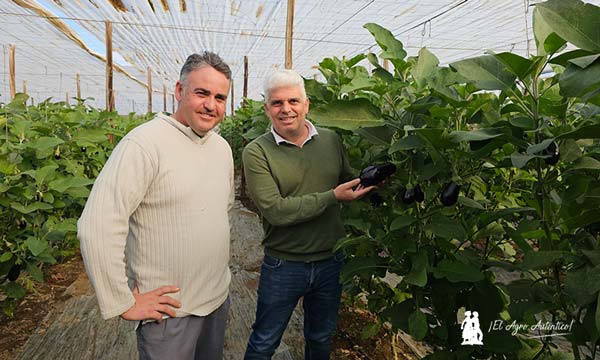 La berenjena Serafina es color, brillo y consistencia-noticias-agroautentico.com