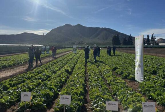 Bremia y raza 41 marcan el ritmo de la mejora en lechuga en Murcia