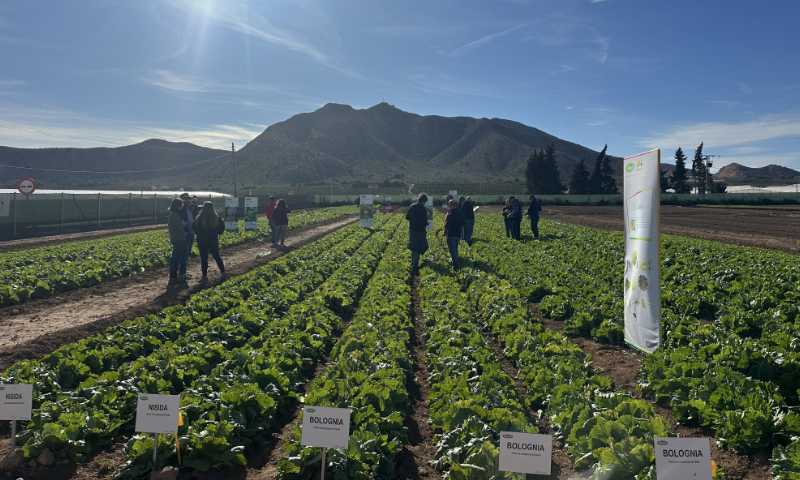 Bremia y raza 41 marcan el ritmo de la mejora en lechuga en Murcia