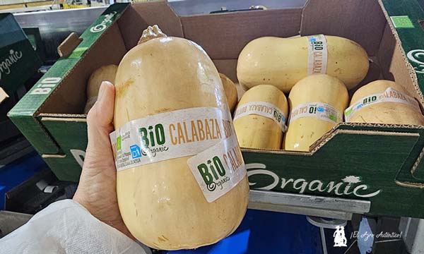 Calabaza Surinver