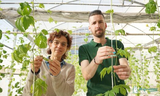 Campomar y Lupión y Rodríguez ensayan la introducción del melón amargo en Almería-noticias-agroautentico