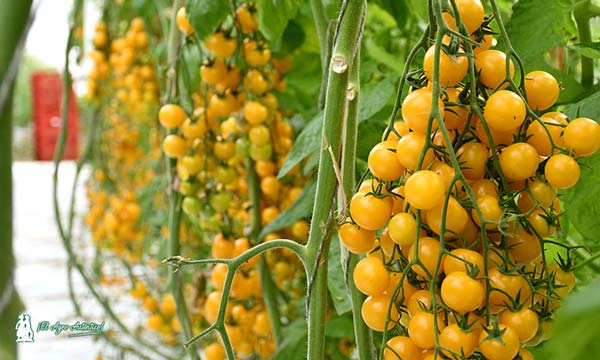 Nuevo tomate amarillo / agroautentico.com