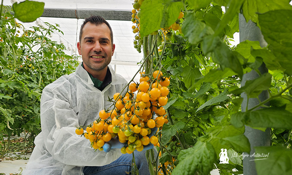 Miguel Ángel López con el nuevo tomate cherry amarillo resistente a rugoso de Hazera / agroautentico.com